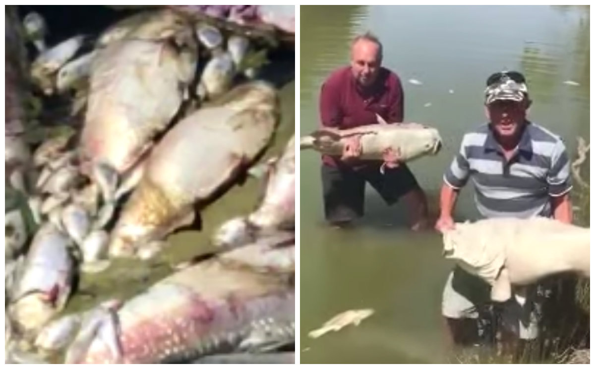 mass fish deaths