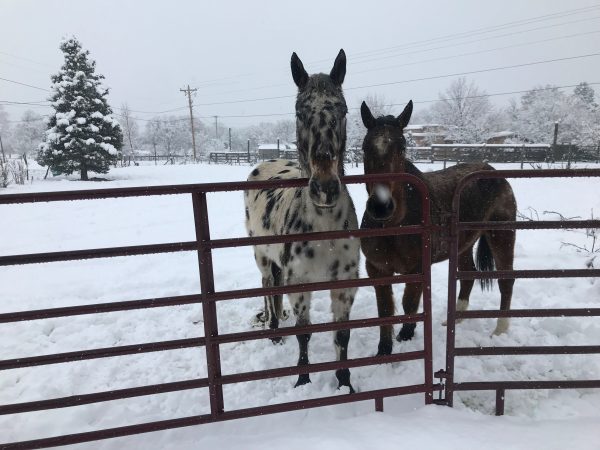 Horses stand in snow