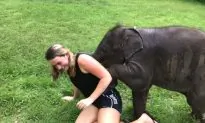 Tourist Gets More Than She Bargains For When Baby Elephant Demands Cuddles