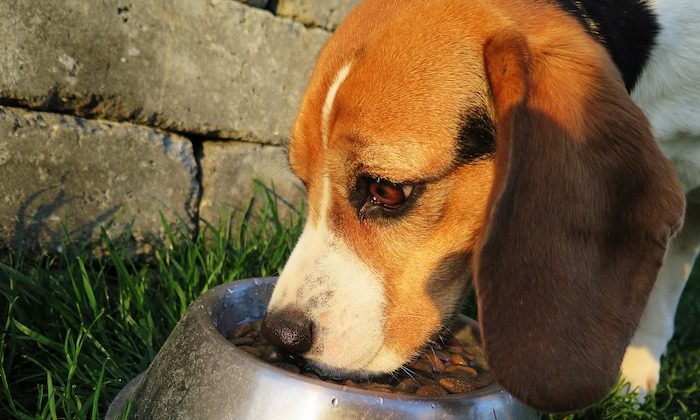 Photo of a dog eating. (eminens/PIxabay)