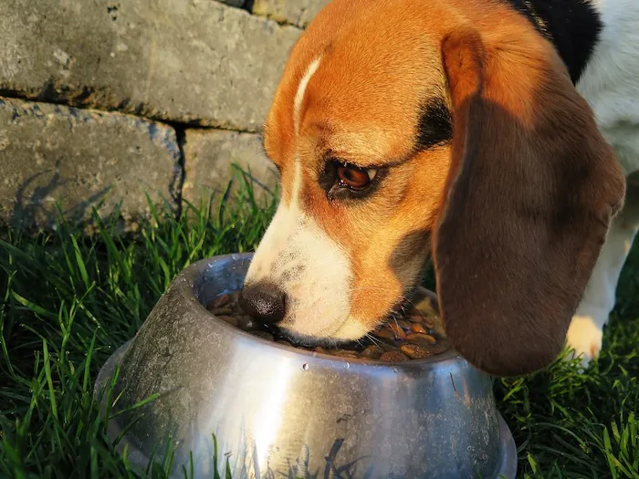 Photo of a dog eating. (eminens/PIxabay)
