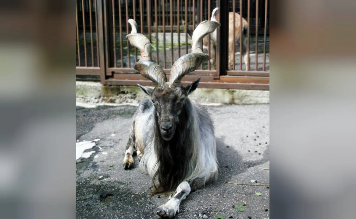 A spiral-horned Markhor goat. (Pixabay)