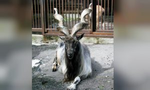 American Trophy Hunter Pays $100,000 to Shoot Endangered Markhor—Pakistan's National Animal