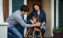 Film Review: ‘A Dog’s Way Home’: Toad’s Wild Ride