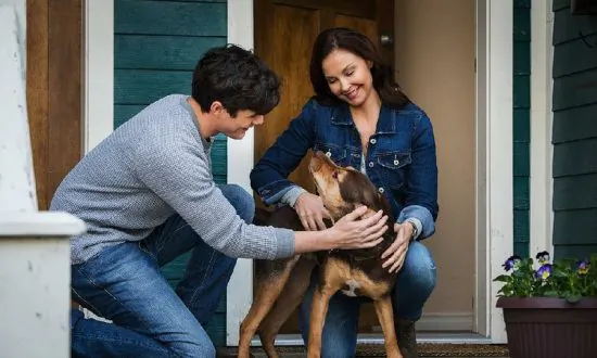 Film Review: ‘A Dog’s Way Home’: Toad’s Wild Ride