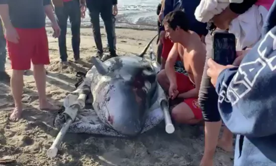 Good Samaritans Rescue 12-Foot, Blind Pygmy Sperm Whale on Zuma Beach