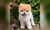 ‘World’s Cutest Dog’ Boo Dies Aged 12 From Broken Heart