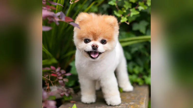 "World's Cutest Dog" Boo, 12, the Pomeranian, died on Jan. 19, 2019. (Boo/Facebook)