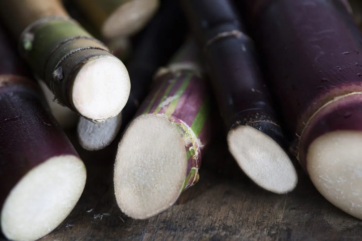Stalks of heirloom sugarcane can range from light green to fantastically red to deep purple. (Courtesy of KoHana Distillers)