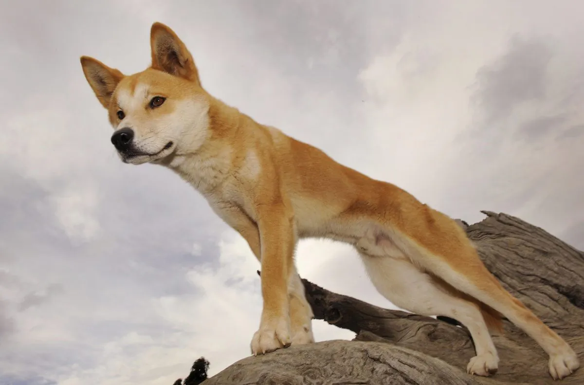 A Dingo stands in an enclosure at the Dingo Discovery and Research Centre in rural Australia on May 25, 2009. (William West/AFP/Getty Images)
