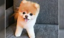 The World’s Cutest Pomeranian Dog Dies of a ‘Broken Heart’