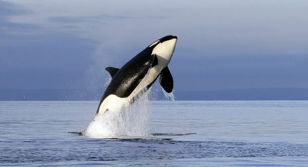 In this Jan. 18, 2014, an endangered female orca leaps from the water while breaching in Puget Sound west of Seattle, Wash. (Elaine Thompson/Ap Photo/ File)