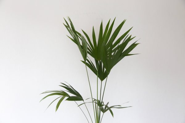 Bamboo Palm