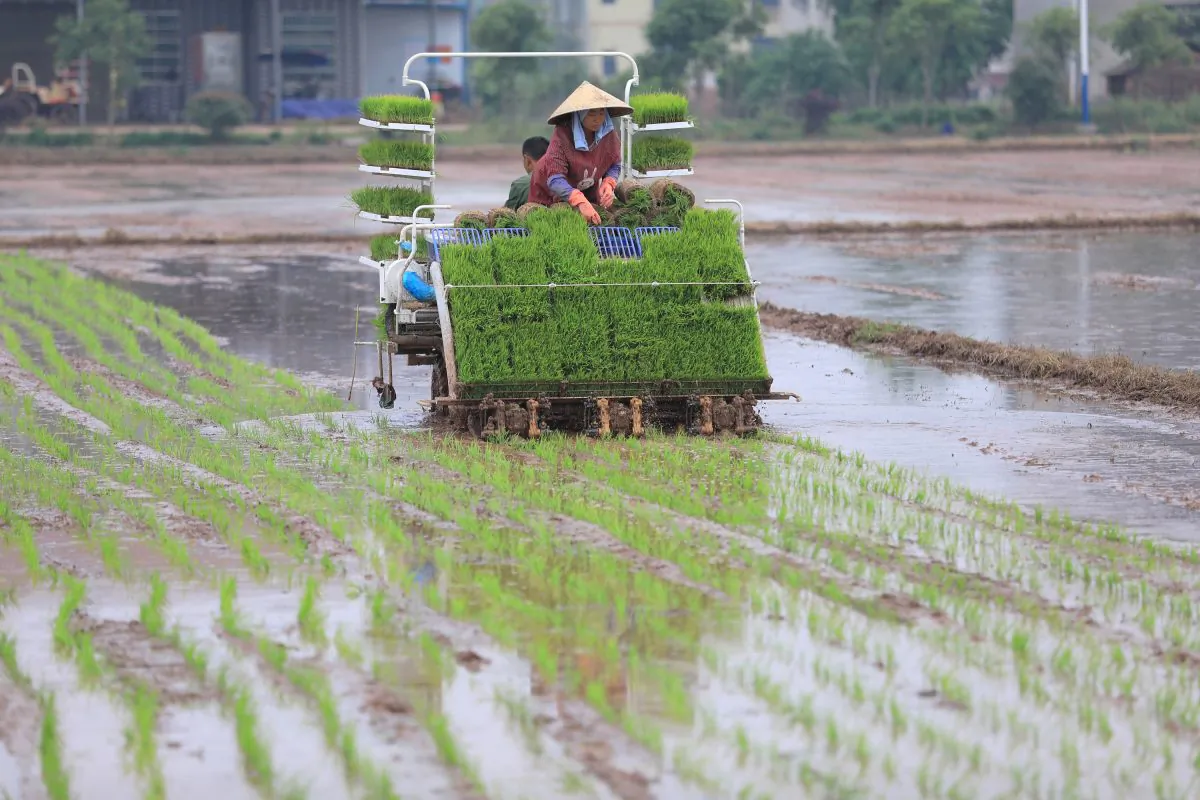 Farmers transplant rice seedlings with a rice transplanter at a paddy field in Hengyang, Hunan Province, China, on April 20, 2018. (Reuters) 