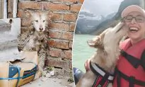 Scared Dog Rescued From China Slaughterhouse Finds a New Home in the US