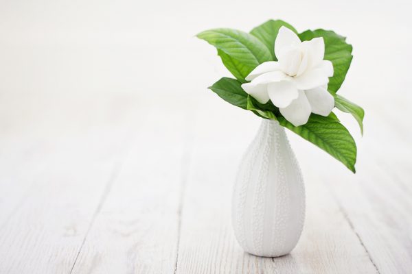 Gardenia