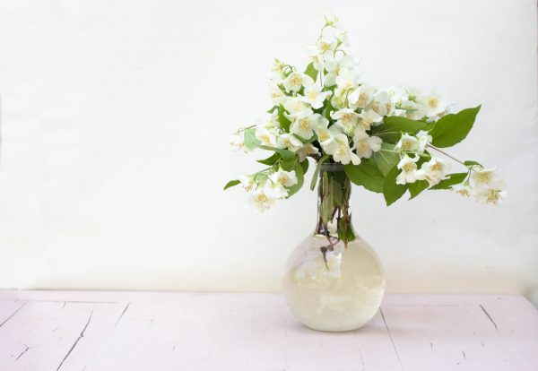 Jasmine