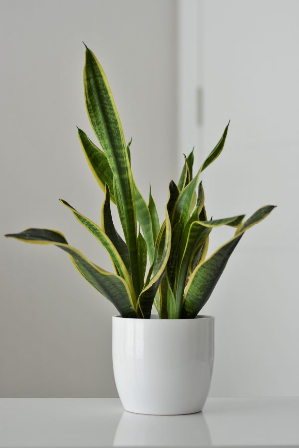 Snake plant