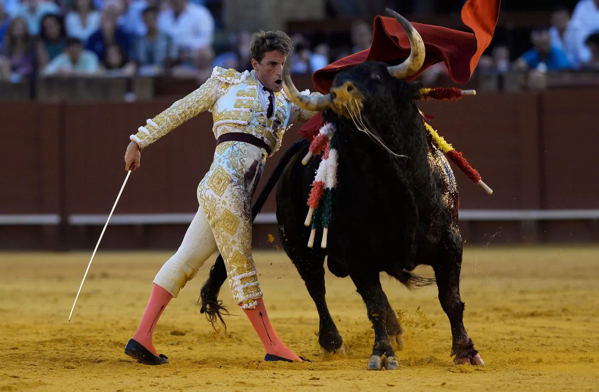Spanish bullfighter Alfonso Cadaval performs a pass during a bullfight at the Real Maestranza bullring in Seville on Sept. 30, 2018. (Cristina Quicler/AFP/Getty Images)