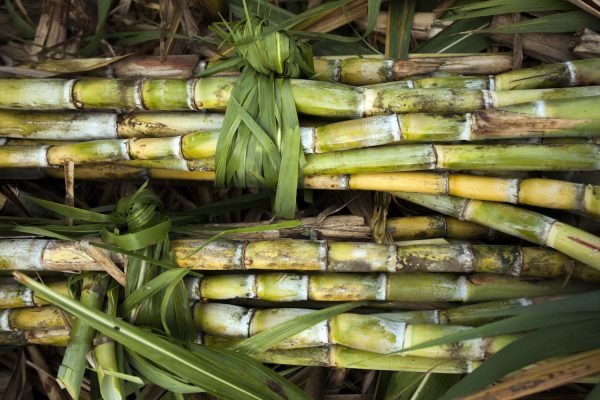 Bundles of green sugarcane stalks