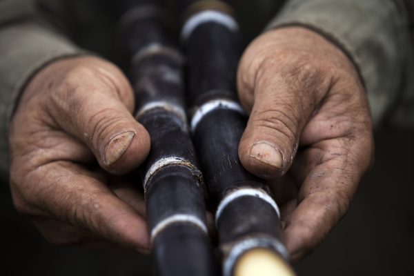 Man holds dark purple stalks of heirloom sugarcane in hands