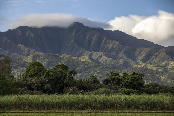 Sugarcane fields in front of mountains in Oahu Hawaii