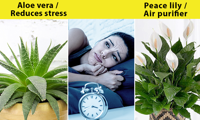 12 Plants For Your Bedroom To Sleep Better And Treat Insomnia The Scent From 10 Can