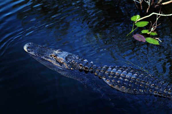 Florida Scales