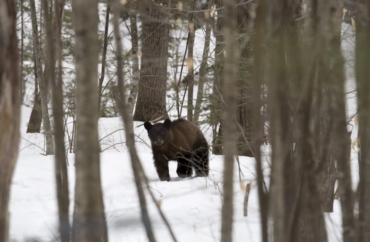 File—A black bear roams a property in New Hampshire, on March 29, 2018. (Don Emmert/AFP/Getty Images)