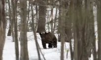 Alaska Man Jailed for 3 Months for Shooting Sleeping Mother Bear and Cubs