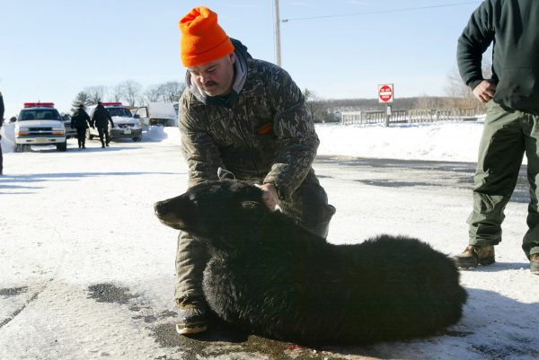 Black bear hunt