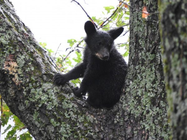 Black bear