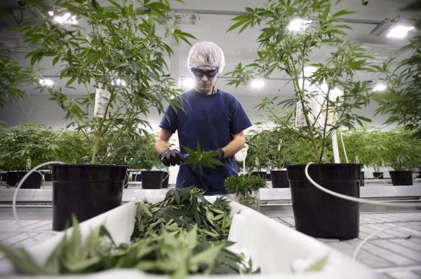 Workers produce medical marijuana at Canopy Growth Corporation's Tweed facility in Smiths Falls, Ont., on Feb. 12, 2018. (THE CANADIAN PRESS/Sean Kilpatrick)