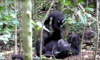 Footage Of Chimp Playing ‘Airplane’ With Its Young Is a Perfect Way To Feel All Warm And Fuzzy
