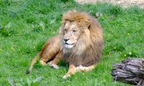 Czech Man Mauled to Death by Lion He Illegally Kept in His Backyard