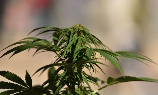 ‘Cartelville, USA’ Exposes Illegal Drug Cartels Taking Over Small California Towns