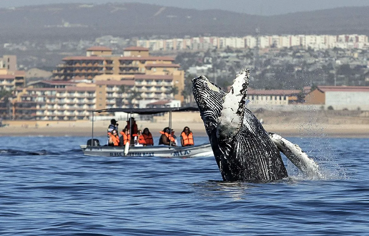 People watch as a humpback whale (Megaptera novaeangliae) jumps out of the Pacific Ocean's waters in Los Cabos, Baja California Sur, Mexico on March 14, 2018. (Fernando Castillo/AFP/Getty Images)