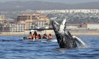 Two Grey Whales Stranded in Boundary Bay, Headed Back out to Sea