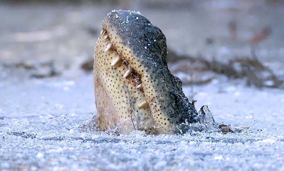 An alligator's head is poking out the ice. (George Howard/Swamp Park/Ocean Isle Beach N.C.)