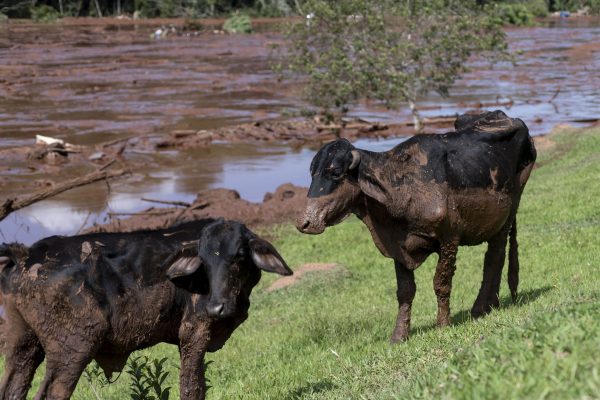 Cattle are covered by mining debris after a mine collapsed