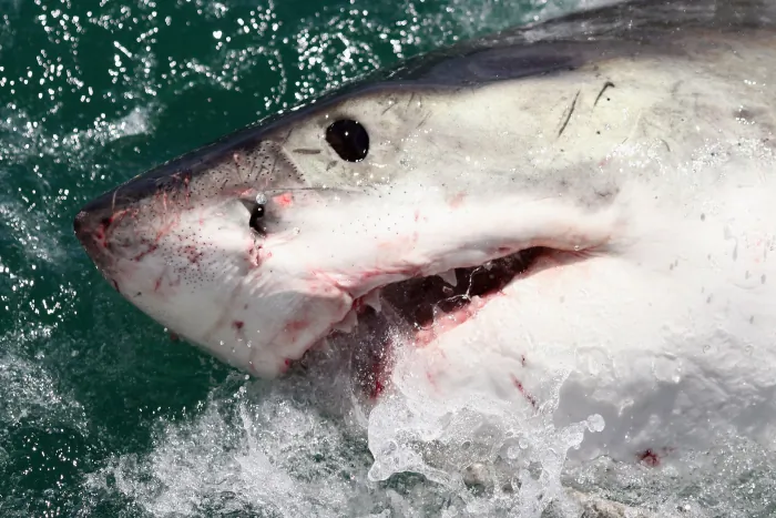 A great white shark is attracted by a lure on Oct. 19, 2009, in Gansbaai, South Africa. (Dan Kitwood/Getty Images)