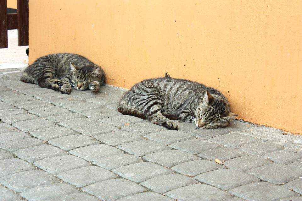 Epoch Times Photo