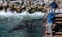 Sea Lion Bites Alaska Fisherman, Tries to Drag Him Into Sea