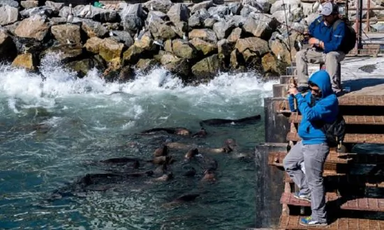 Sea Lion Bites Alaska Fisherman, Tries to Drag Him Into Sea