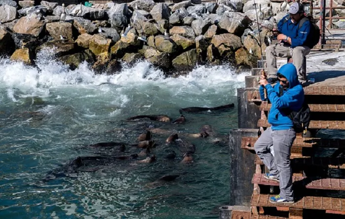 Men try to fish as sea lions gather in front, at San Antonio port, some 140 km west of Santiago, Chile, on Nov. 23, 2018. (Martin Bernetti/AFP/Getty Images)