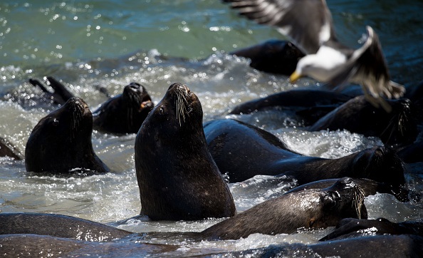 sea lion2