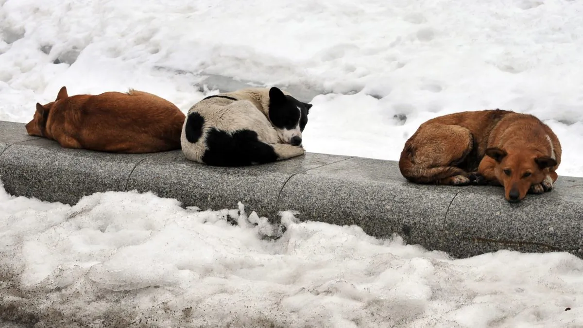 Representational image of stray dogs in freezing winters. (Sergei Supinsky/AFP/Getty Images)