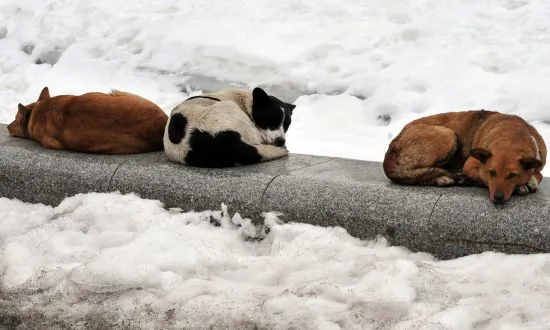 Dentist in Turkey Spreads Love in Winters, Wraps Stray Dogs and Cats in Blankets