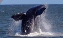 Stay-Away Ban Issued to Protect Rare Visiting Whales