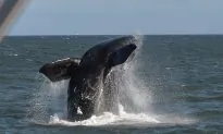 Dead Whale Found With 85 Pounds of Plastic Bags in Its Stomach: Reports